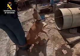 Investigan a un hombre por mantener perros en estado crítico en una finca de Firgas