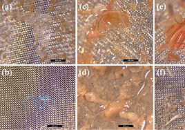 Tipos y colores de partículas microplásticas encontradas en los estómagos de especímenes de Cronius ruber de Gran Canaria: (a) películas (3,5%); (b) fragmentos (7%); (c) fibras (89,5%); (d) fibra azul; (e) fibra negra; (f) fibra roja.