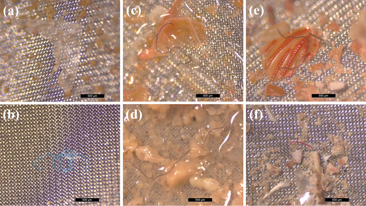 Tipos y colores de partículas microplásticas encontradas en los estómagos de especímenes de Cronius ruber de Gran Canaria: (a) películas (3,5%); (b) fragmentos (7%); (c) fibras (89,5%); (d) fibra azul; (e) fibra negra; (f) fibra roja.