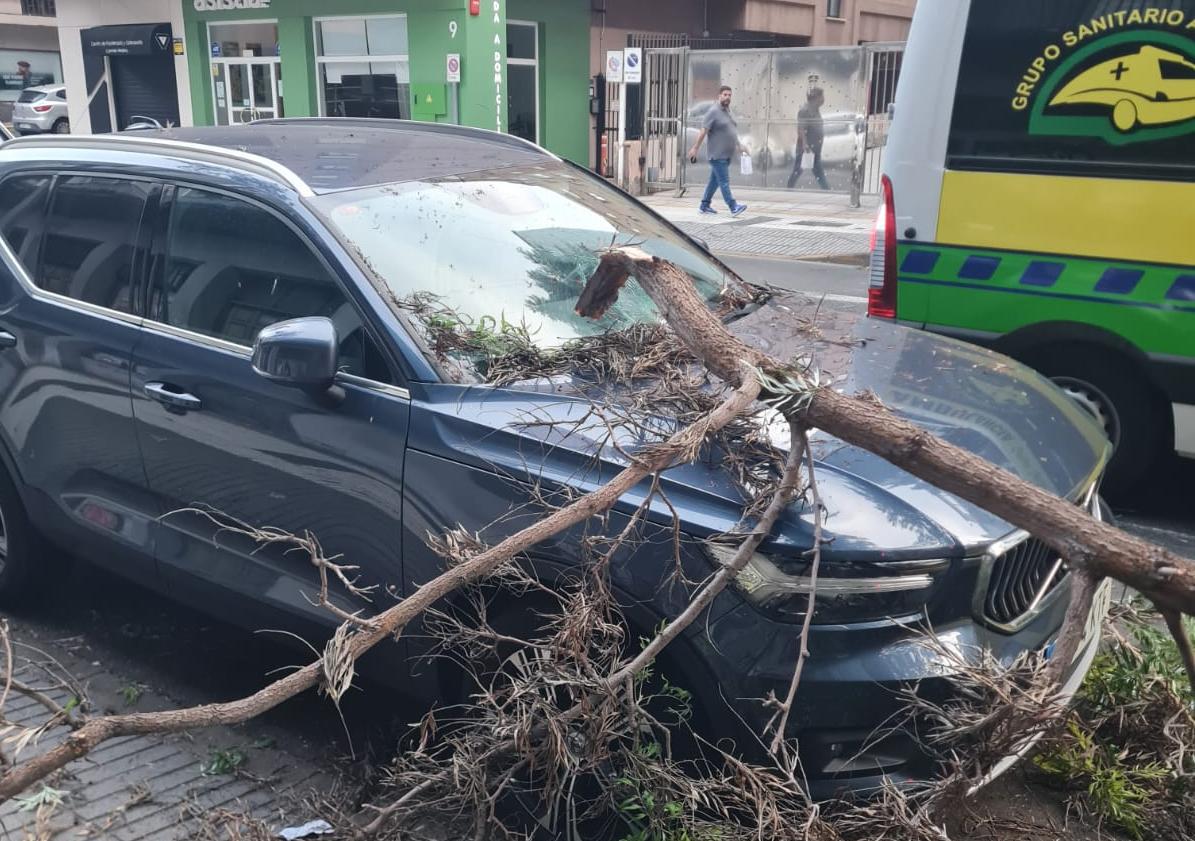 Imagen principal - Susto en Primero de Mayo: la caída de una rama de grandes dimensiones provoca importantes daños en dos vehículos