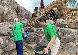 Alumnos del campamento dando de comer a las jirafas.