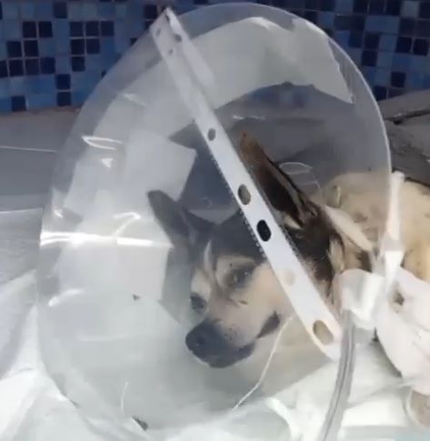 Así fue el rescate de &#039;Patuco&#039;, el perro arrojado a la basura en Vecindario: «Rogaba que no se me muriera en los brazos»