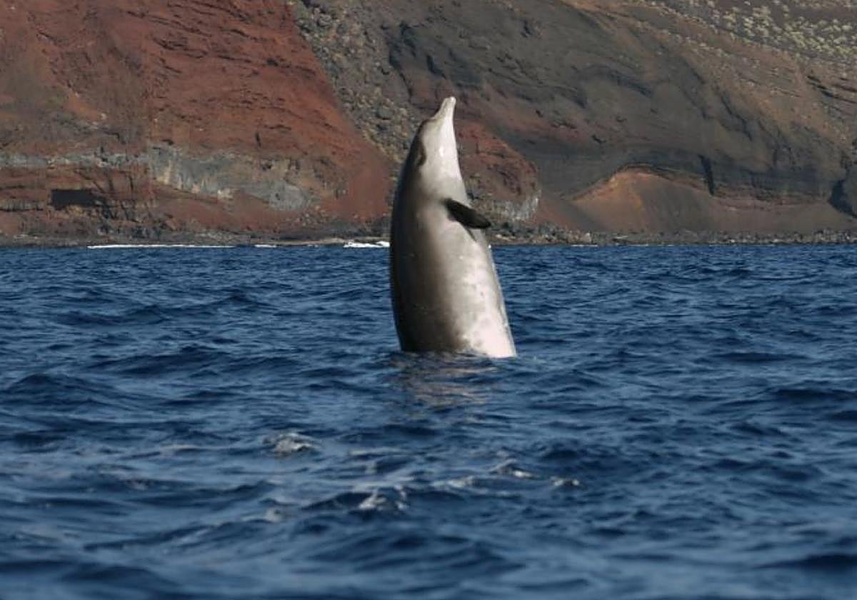 Un zifio salta en el Mar de las Calmas, uno de los tres lugares del mundo que albergan poblaciones residentes de estos cetáceos durante todo el año.