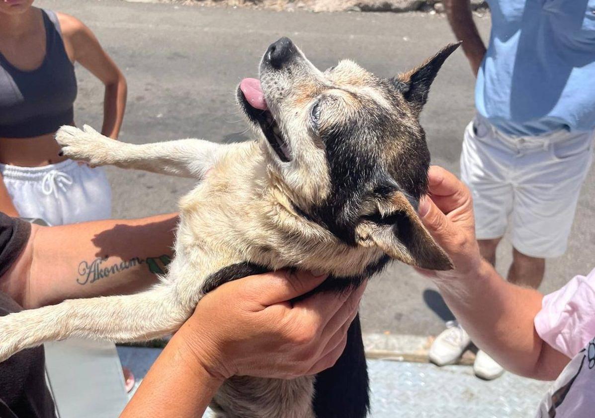 Así fue el rescate de 'Patuco', el perro arrojado a la basura en Vecindario.