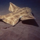 Ejemplar de angelote en aguas canarias.