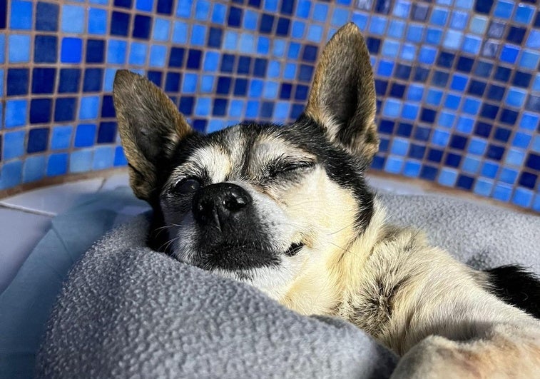 Patuco continúa ingresado en una clínica veterinaria con pronóstico reservado.
