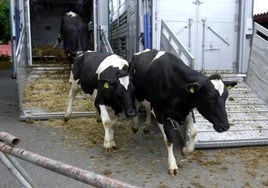 Imagen de archivo de vacas en una explotación ganadera de Gran Canaria