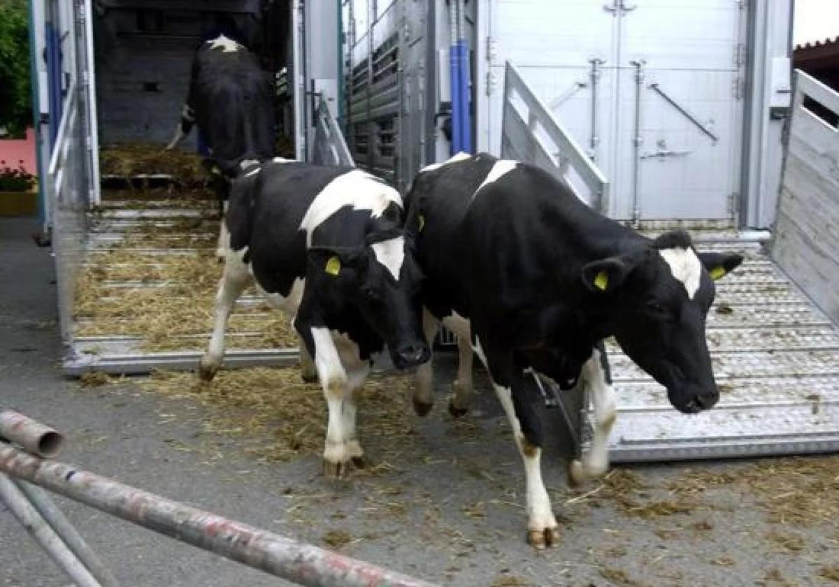 Imagen de archivo de vacas en una explotación ganadera de Gran Canaria
