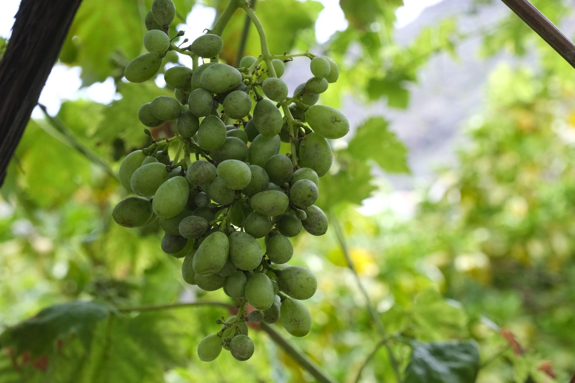 Racimo de uvas en la bodega Los Berrazales.
