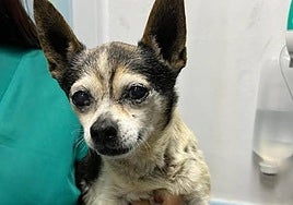 Patuco durante su ingreso en una clínica veterinaria.