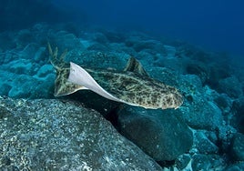 Imagen de un angelote.