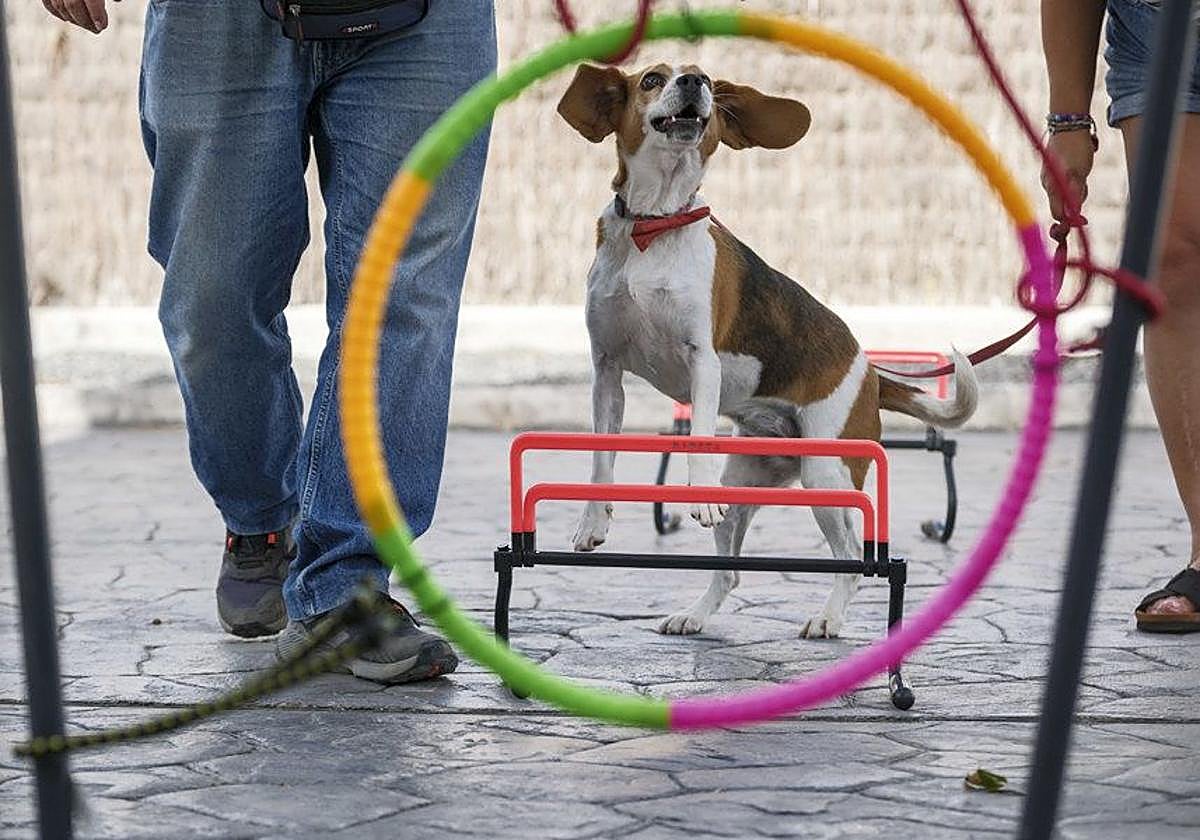 La perra Trufa es una Beagle de 6 años, adiestrada desde que tenía tan solo tres meses por Alberto Piernavieja, adiestrador y técnico en intervención asistida con animales.