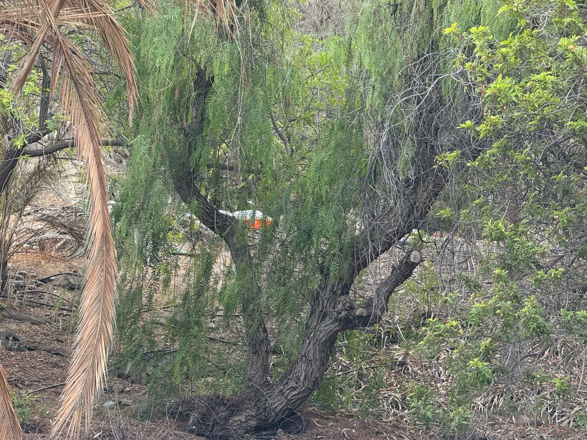 Imagen del cadáver cubierto en el lugar donde lo encontraron.