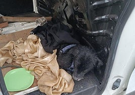 Imagen del perro tras ser rescatado.