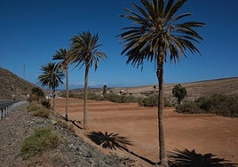 Gavias arregladas de la finca municipal de Pájara desde la carretera de acceso a la localidad costera de Ajuy.