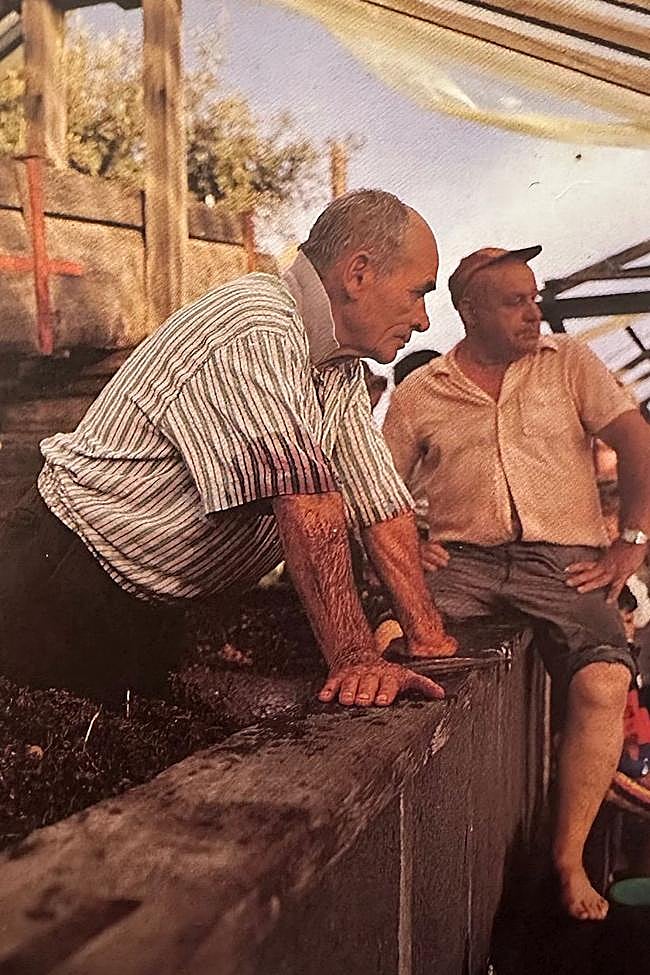 La recogida de la papa