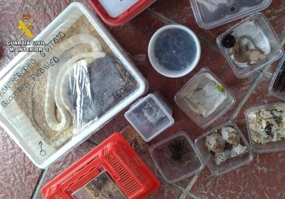 Las especies protegidas e invasoras localizadas en una mochila en el muelle de Cádiz.