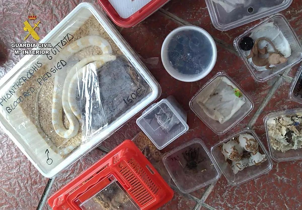 Las especies protegidas e invasoras localizadas en una mochila en el muelle de Cádiz.