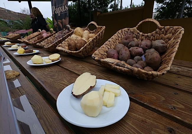 Así fue la XVI Cata Insular de Papas de Gran Canaria.
