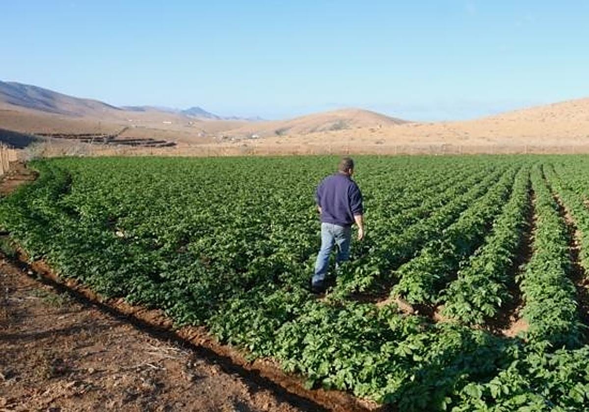 Plantación de papas en las gavias del cortijo de Tertuy, en Toto, en el municipio de Pájara.