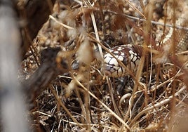 Un ejemplar de serpiente real de California camuflado entre la vegetación del campo grancanario.