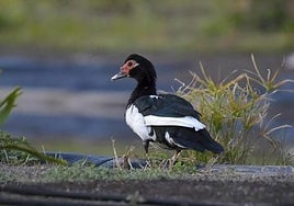 Los agresores atentan desde hace semanas en el municipio de Telde.