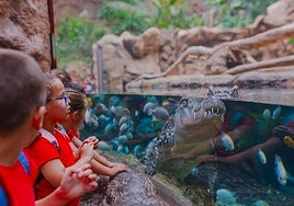 Más de 40.000 escolares participan en los programas educativos del Grupo Loro Parque