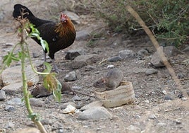 Una rata se alimentaba en la tarde de este lunes en La Paterna en presencia de un gallo.