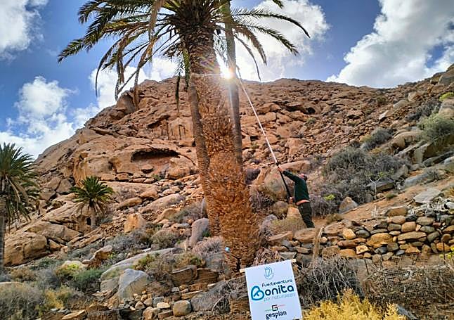 Colocación de trampas en las palmeras de Buen Paso y Las Peñitas.