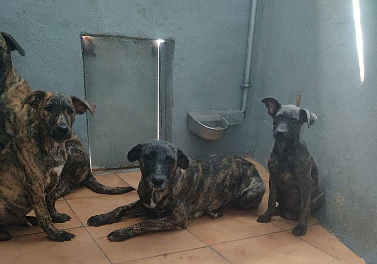 Perros abandonados en Pozo Izquierdo.