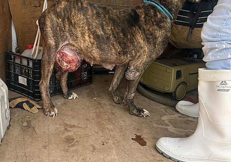 Imagen del estado del can maltratado.