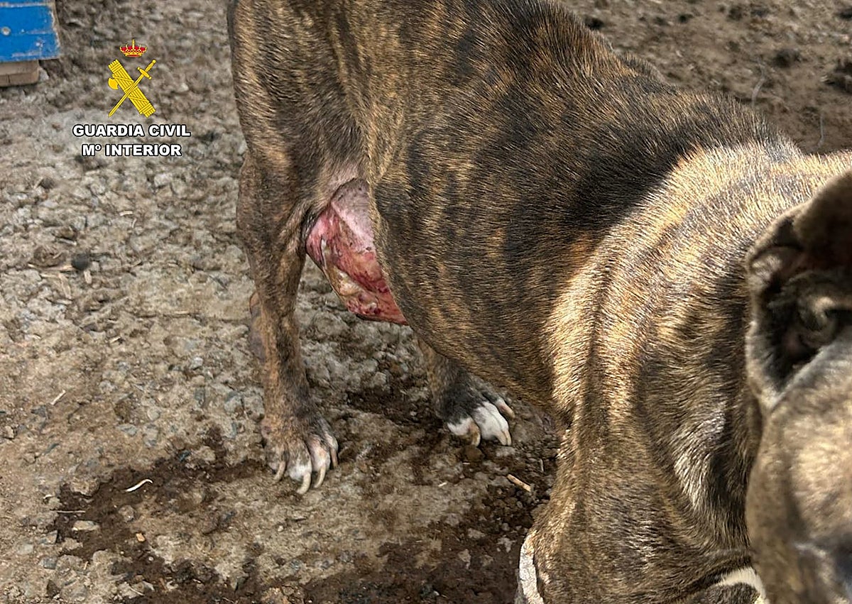 Imagen secundaria 1 - Imagen del estado del can maltratado