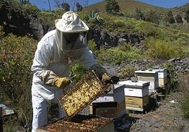 Uno de los apicultores que continúa con su actividad en la isla de Gran Canaria.