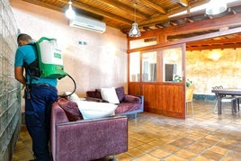 Plagas de verano en Las Palmas de Gran Canaria: «Llevo desde hace tres meses con cucarachas en casa»