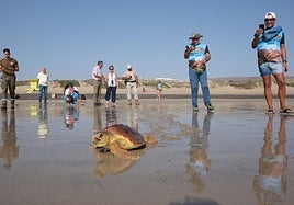 Miembros del club de montañismo de Tenerife graban la suelta de Playa Blanca.