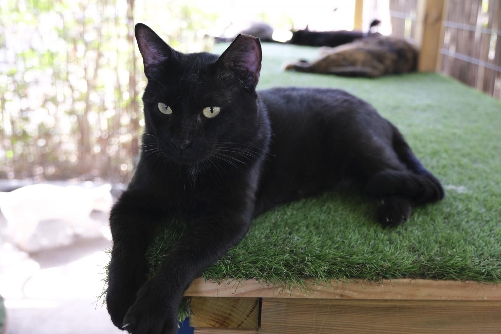 Visita por el Centro de Protección Animal de Santa Lucía de Tirajana