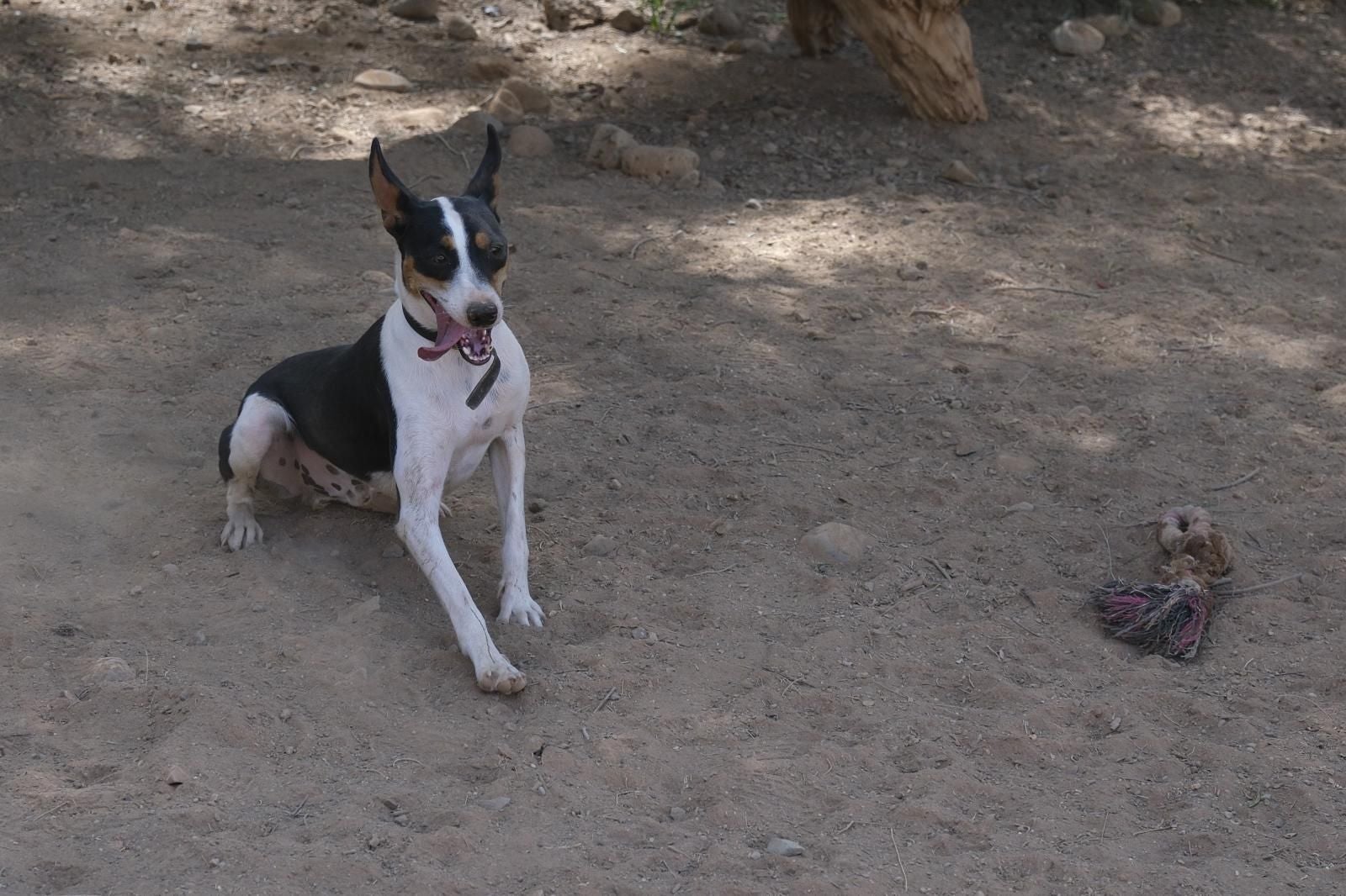 Visita por el Centro de Protección Animal de Santa Lucía de Tirajana