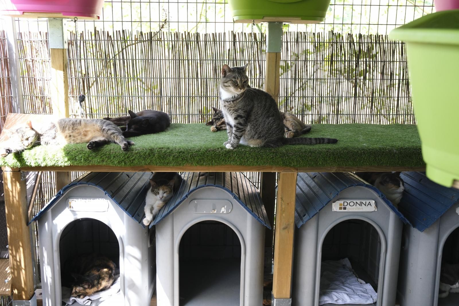 Visita por el Centro de Protección Animal de Santa Lucía de Tirajana
