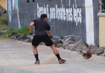 Acción contra las ratas en La Paterna: comienza la retirada de gallos y gallinas