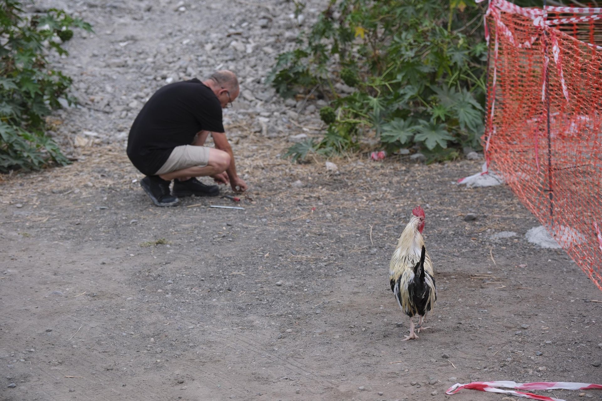 Así fue la retirada de gallos y gallinas de La Paterna
