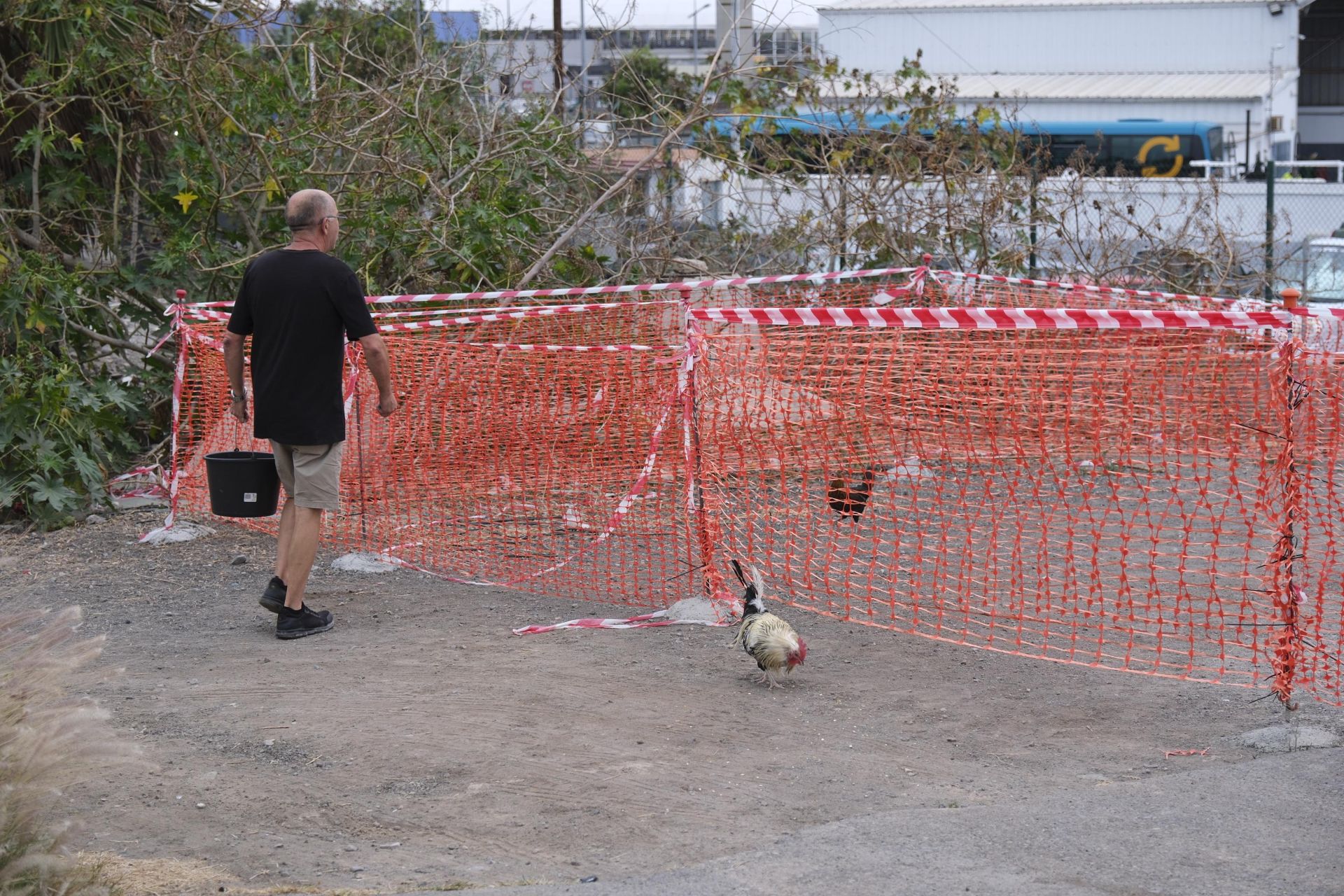 Así fue la retirada de gallos y gallinas de La Paterna