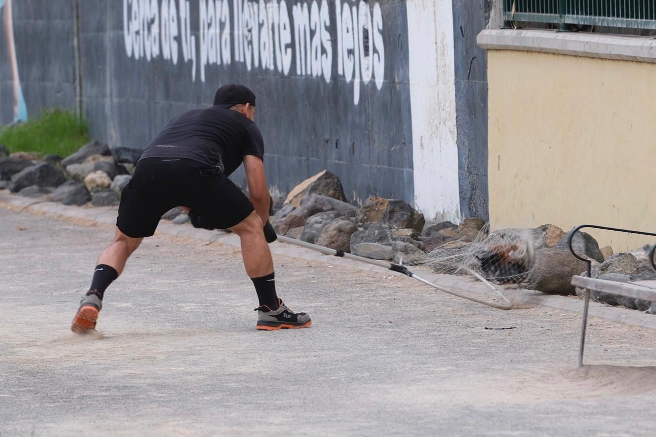 Así fue la retirada de gallos y gallinas de La Paterna