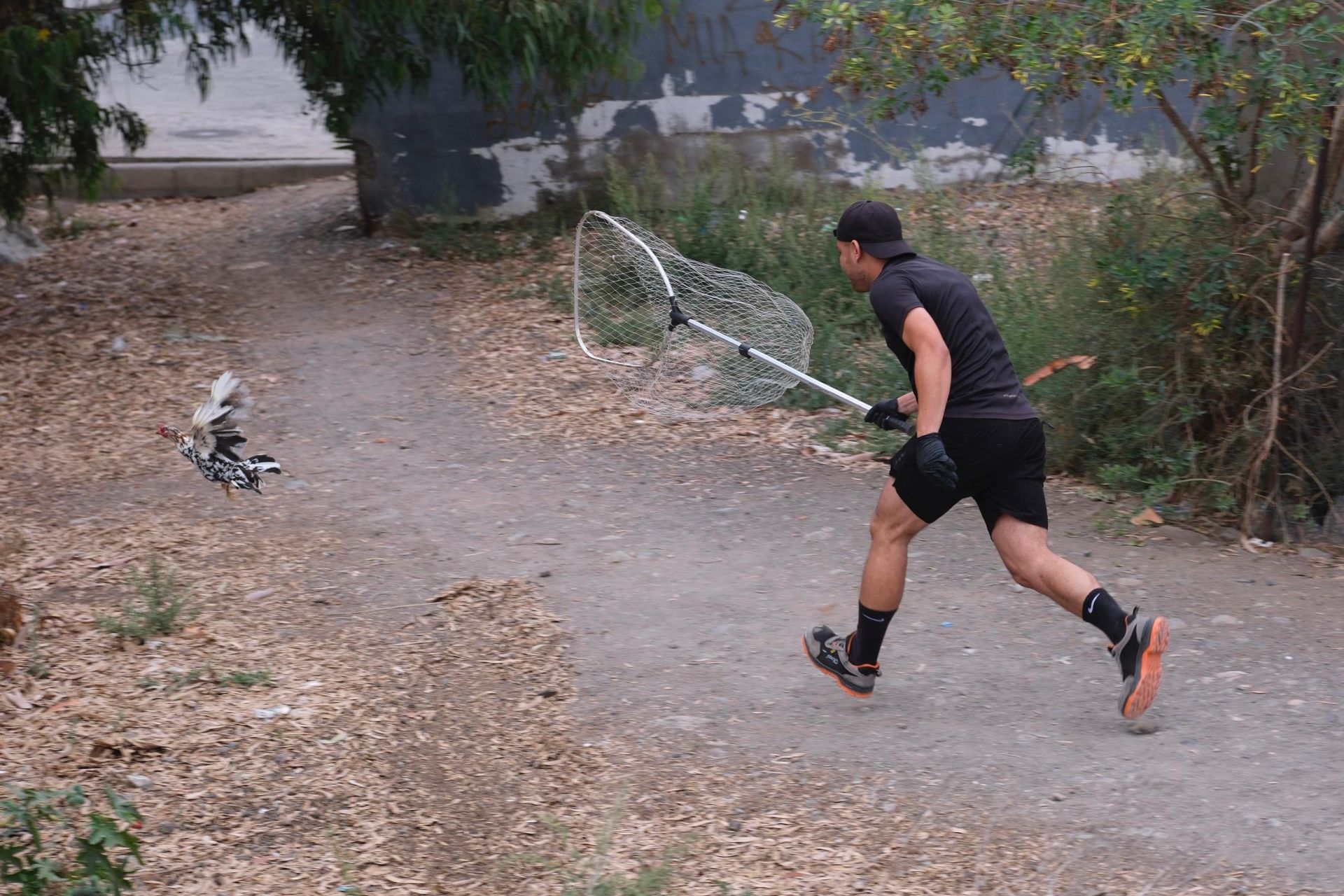 Así fue la retirada de gallos y gallinas de La Paterna