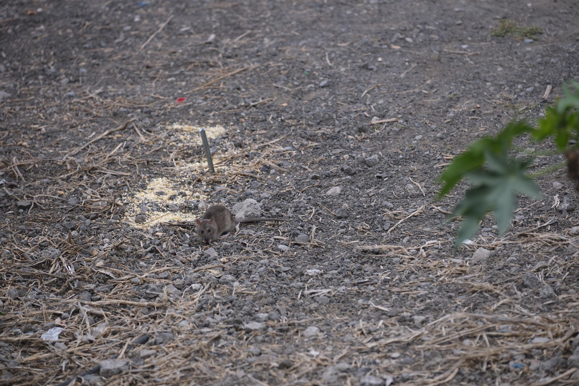 Así fue la retirada de gallos y gallinas de La Paterna