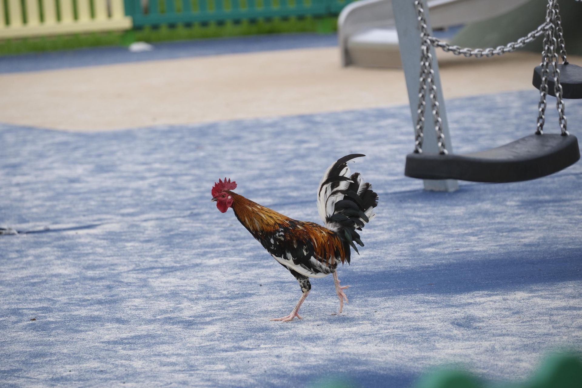 Así fue la retirada de gallos y gallinas de La Paterna