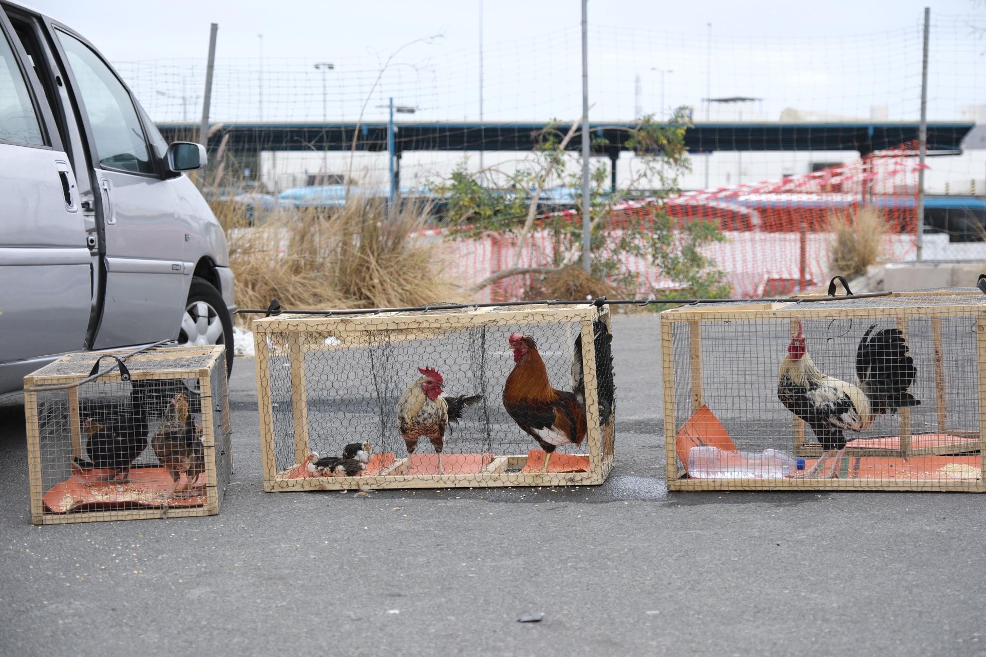 Así fue la retirada de gallos y gallinas de La Paterna