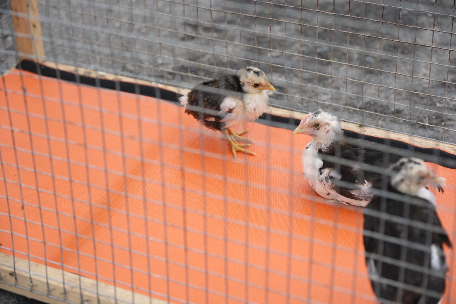 Así fue la retirada de gallos y gallinas de La Paterna