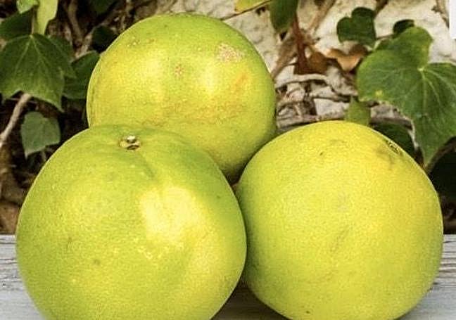 Las fantásticas y prolíferas naranjas canarias