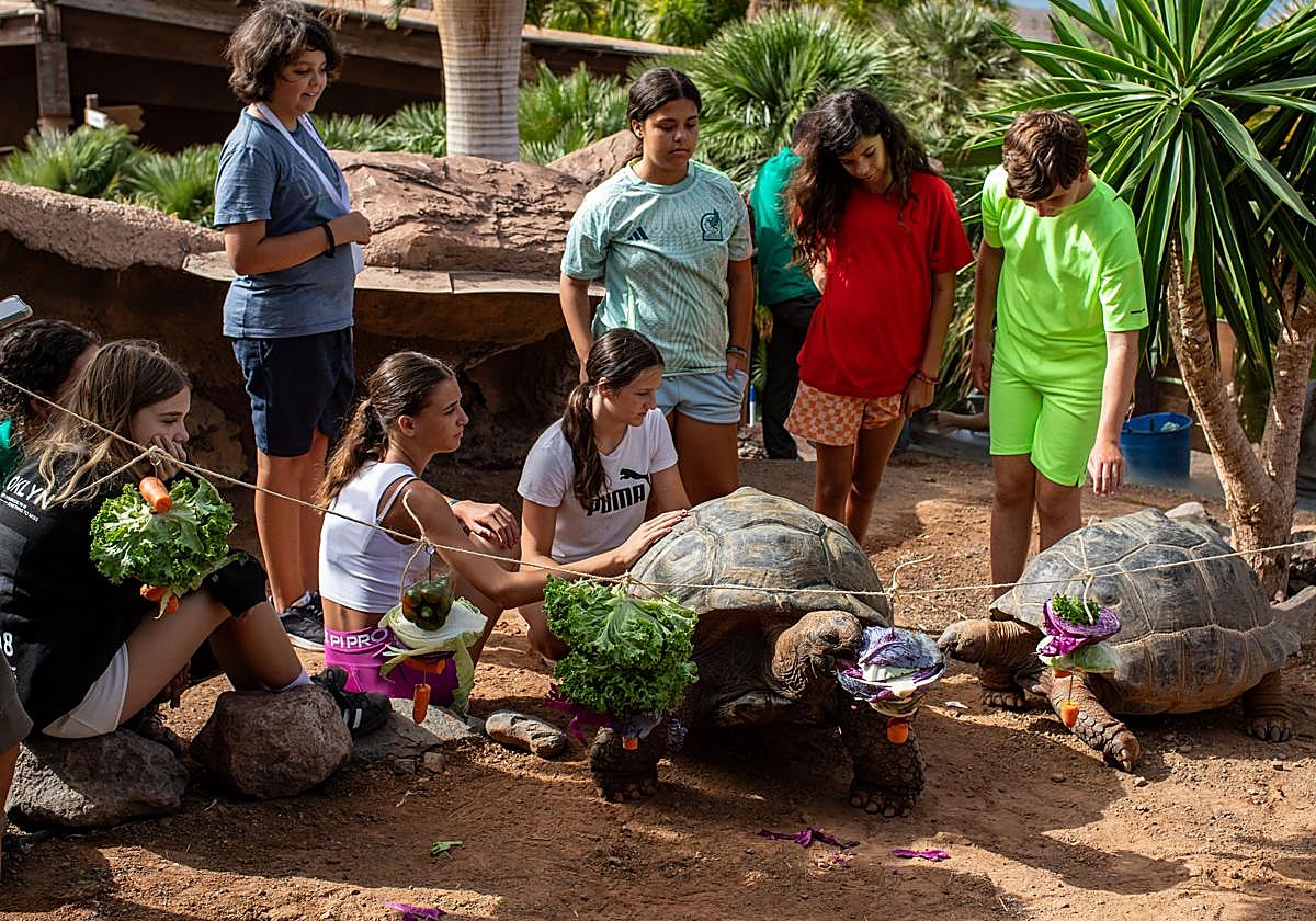 Las alumnas y los alumnos del Oasis Camp 2025 dan de comer a las tortugas gigantes.