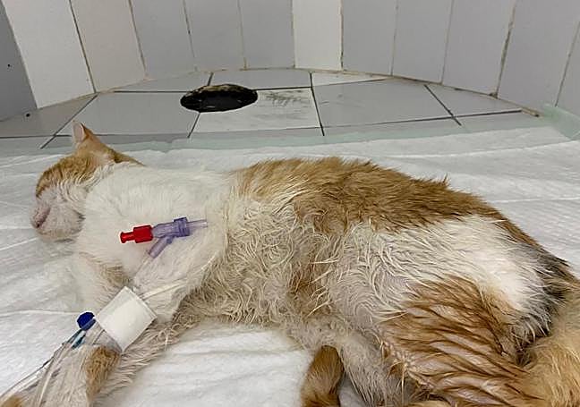 Otro de los gatos que logró ser estabilizado, pero que quedó con graves secuelas y ya ha fallecido.